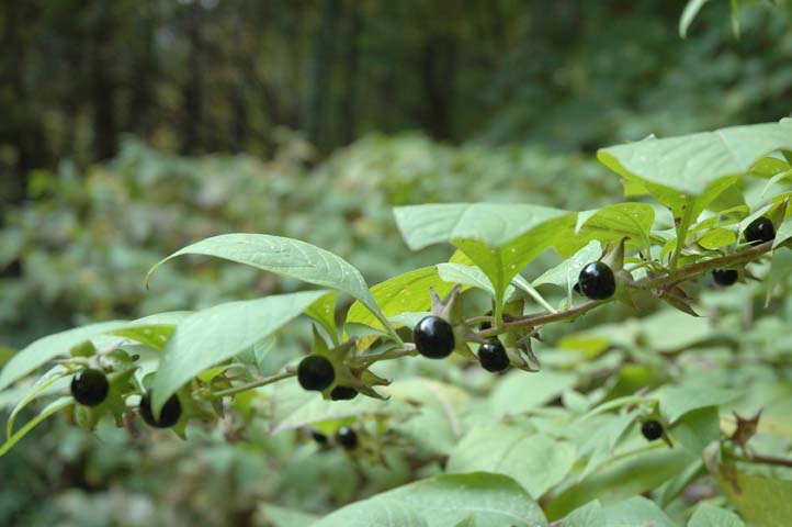 Solanacea? Atropa bella-donna